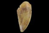 Serrated, Raptor Tooth - Real Dinosaur Tooth #115871-1